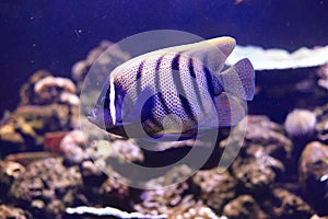 Sixbar angelfish