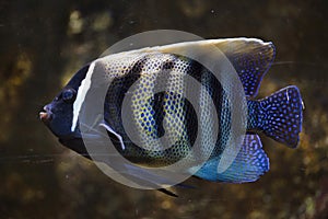 Sixbar angelfish Pomacanthus sexstriatus