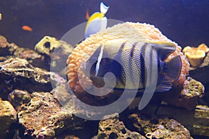 Sixbar angelfish