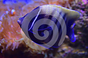 Sixbar or six banded Angelfish making a turn with bright orange Clownfish and sea anemone coral in the background