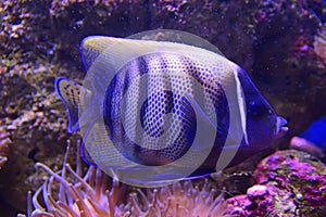 Sixbar or six banded Angelfish with sea anemone coral in violet hue