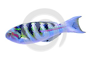 Sixbar wrasse or six-banded wrasse