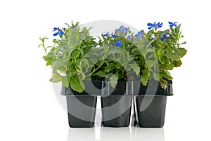 Sixpack blue Lobelia