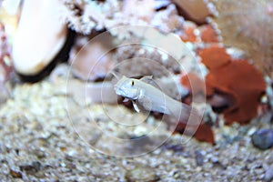 Sixspot goby