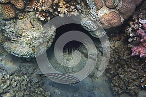 Sixstriped soapfish grammistes sexlineatus fish