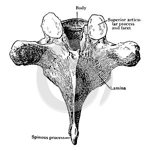 Sixth Thoracic Vertebra from Behind, vintage illustration