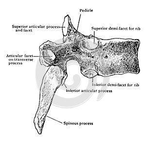 Sixth Thoracic Vertebra from Side, vintage illustration