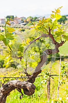 Sixty year old, grape vine, sprouting new leaves, in Torano Nuovo, Italy
