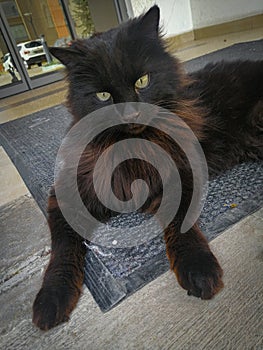 Siyah cins kedi Black cat photo