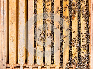 Size of a bee colony after winter