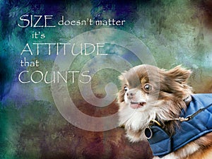 Size doesn`t matter, it`s attitude that counts. Chihuahua composite.