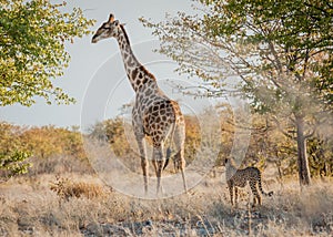 Sizing him up, Etosha National Park, Namibia