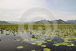 Skadar lake