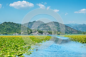 Skadar Lake. Montenegro