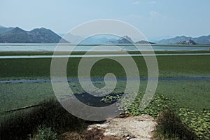 Skadar Lake in Montenegro. The open surface of the lake with the richness of nature and mountains. Boat cruises on the lake