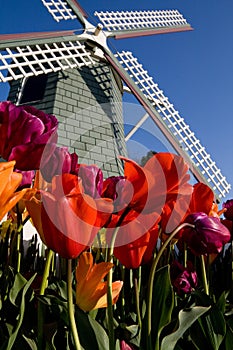 Skagit Tulip Festival, Washington State photo