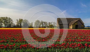 Skagit Tulips, Washington State