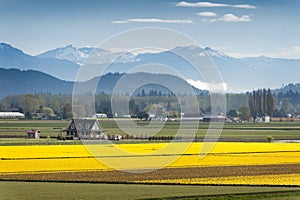 Skagit Valley Daffodil Field.