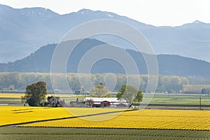 Skagit Valley Daffodil Field. photo