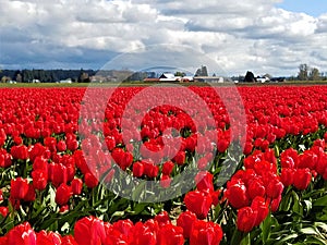 A Sea of Red Tulip Beauties