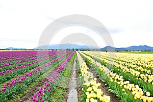 Skagit valley tulip festival.