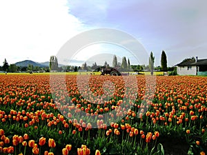 Skagit Valley Tulip Festival photo