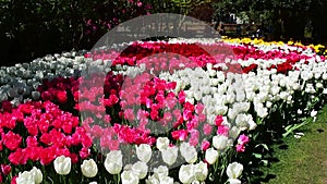 Skagit valley tulip festival in Mount Vernon, Washington