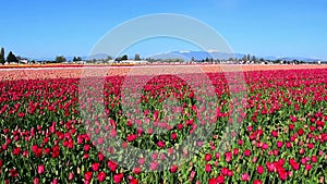 Skagit Valley Tulip Festival in Mount Vernon, Washington