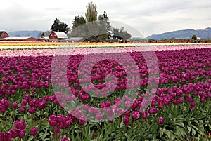 Skagit Valley Tulip Festival, Washington, Seattle