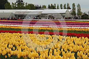 Skagit Valley Tulip Festival, Washington, Seattle