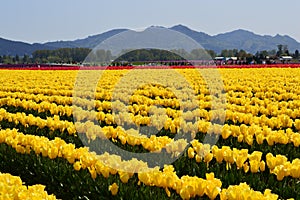 Skagit Valley Tulip Festival & x28;Mount Vernon& x29;