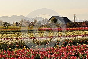 Skagit valley Tulip field and farmhouse photo