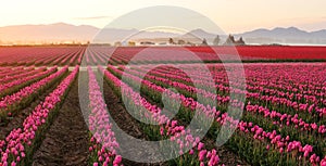 Skagit valley Tulip field at foggy sunrise photo