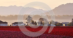 Skagit valley Tulip field at sunrise photo