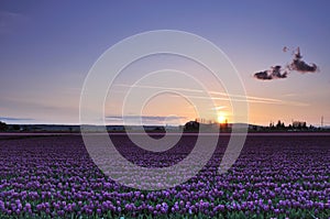 Skagit valley tulip field sunset