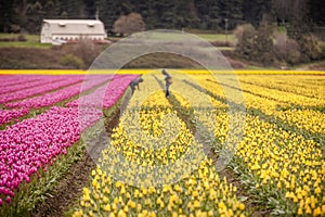 Skagit Valley Tulip Fields in the Springtime.