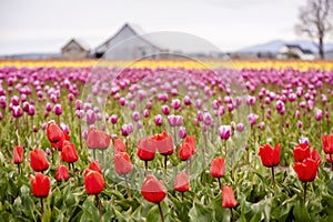 Skagit Valley Tulip Fields in the Springtime.