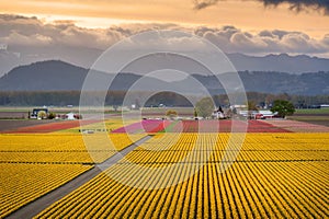 Skagit Valley Tulip Fields in the Springtime.