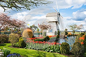 Skagit Valley Tulip Town Festival Windmill Garden