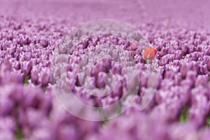 Skagit Valley Tulips