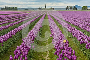 Skagit Valley Tulips