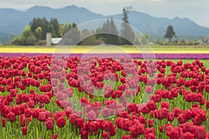 Skagit Valley Tulips