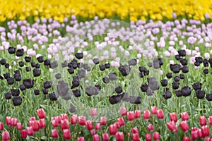 Skagit Valley Tulips