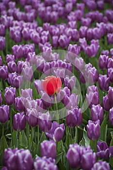 Skagit Valley Tulips