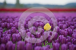 Skagit Valley Tulips