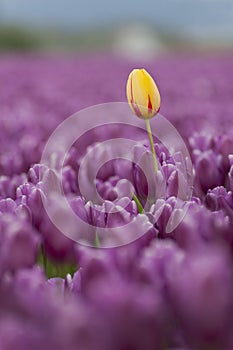 Skagit Valley Tulips