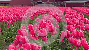 Skagit Valley Tulips, Washington State zoom 4K. UHD