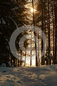 Skandinavien winter sunset forest photo
