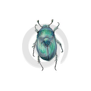 Scarab beetle