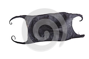 Skate egg case on a white background